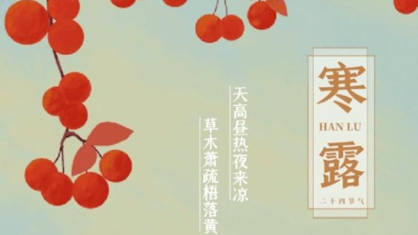 寒露（lù）最適（shì）宜飲菊花（huā）茶菊花酒